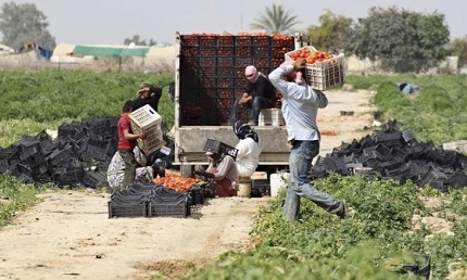 You are currently viewing بعد “فبركة” قصة الكوليرا.. هل يقرر وزير الزراعة الأردني حظر تصدير البندورة والخضار للكيان؟