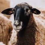 رأس النيفا: ماذا يجب أن تعرفوا عن المخاطر الصحية لرأس النيفا