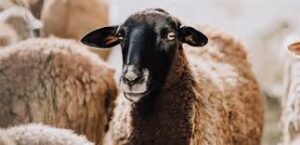 Read more about the article رأس النيفا: ماذا يجب أن تعرفوا عن المخاطر الصحية لرأس النيفا