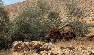 Read more about the article 7 ملايين دولار خسائر.. الكيان يقتلع أكثر من 8 آلاف شجرة بالضفة خلال أسبوع