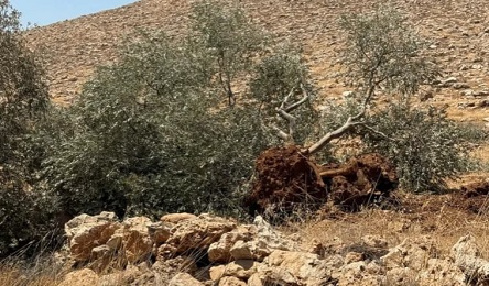 You are currently viewing 7 ملايين دولار خسائر.. الكيان يقتلع أكثر من 8 آلاف شجرة بالضفة خلال أسبوع