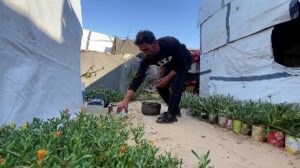 Read more about the article الزراعة حول الخيام سبيل النازحين الغزيين لتوفير بعض الطعام في ظل استمرار الحصار
