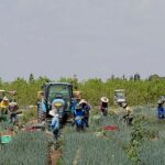 عدد ضحايا الاتجار بالعمال الأجانب في فلسطين المحتلة يتضاعف 6 مرات خلال عامين