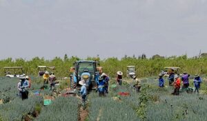 Read more about the article عدد ضحايا الاتجار بالعمال الأجانب في فلسطين المحتلة يتضاعف 6 مرات خلال عامين